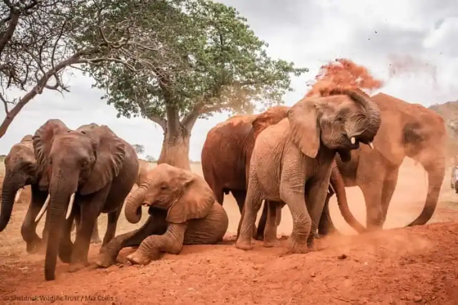 🚸Nairobi: David Sheldrick Elephant Orphanage With Transfers