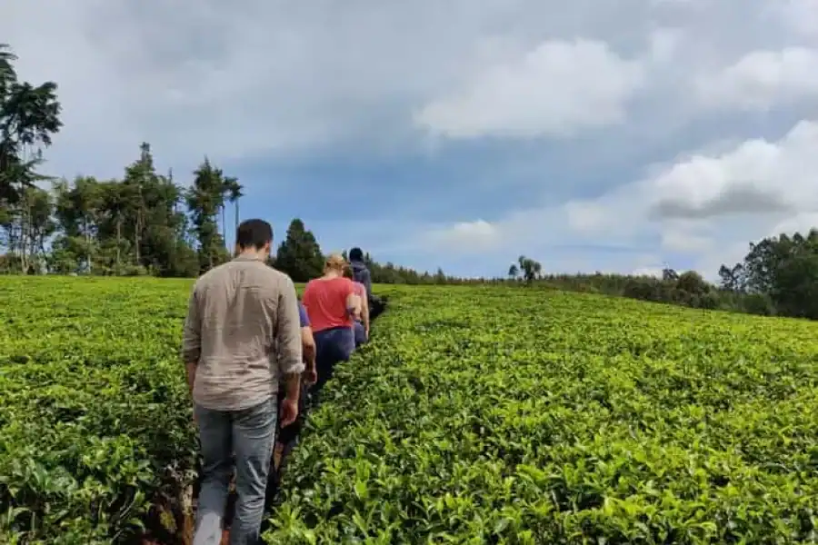 🚸Nairobi: Day Trip To Teagoni Tea Farm