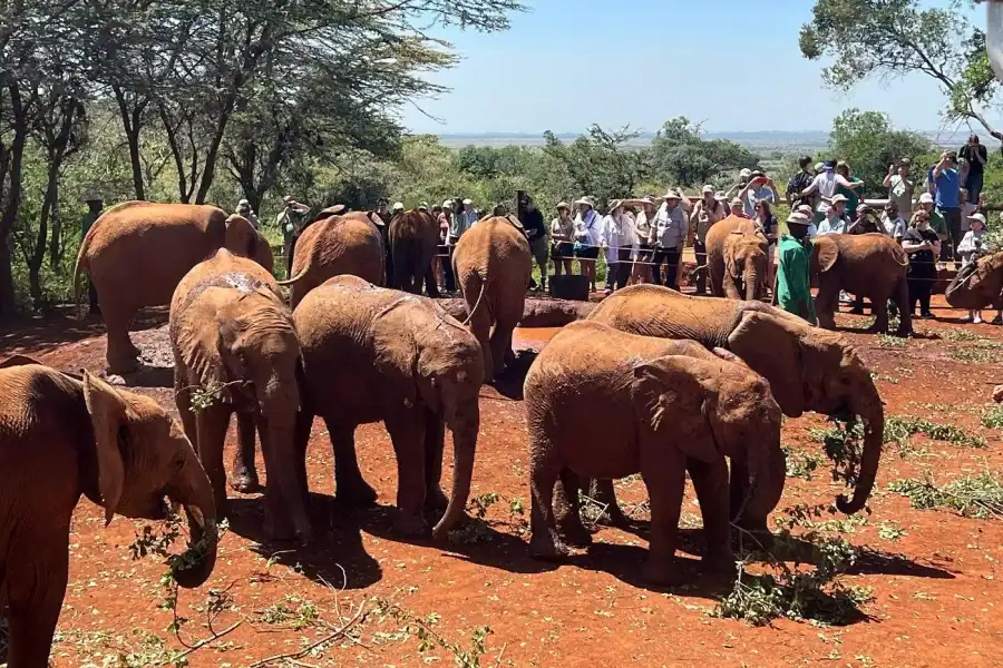🕓Nairobi: Elephant Orphanage and Giraffe Center Day Tour