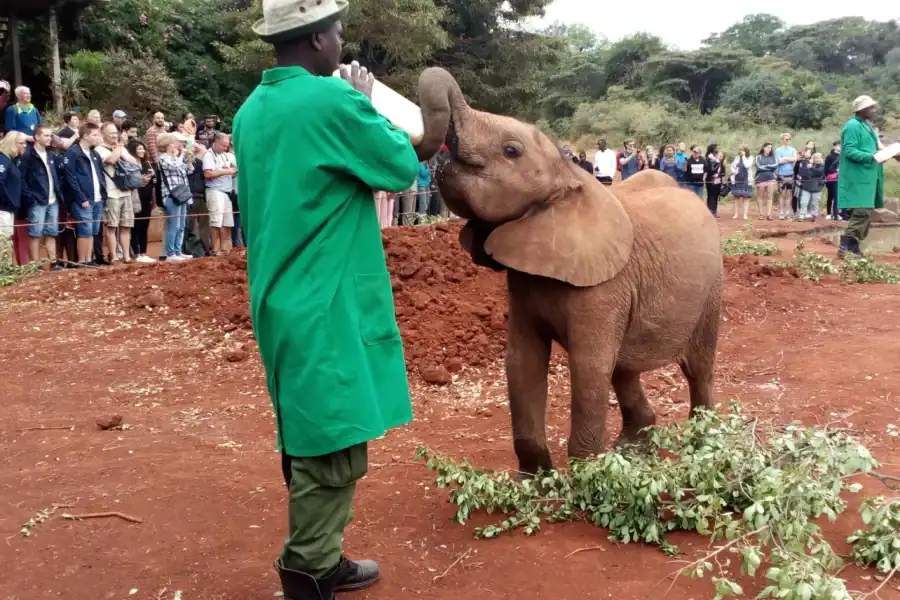🕓Nairobi: Elephant Orphanage Tour