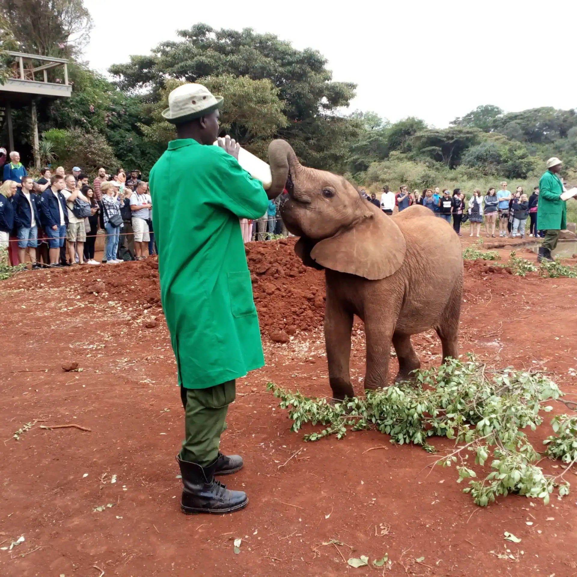 🕓Nairobi: Elephant Orphanage Tour