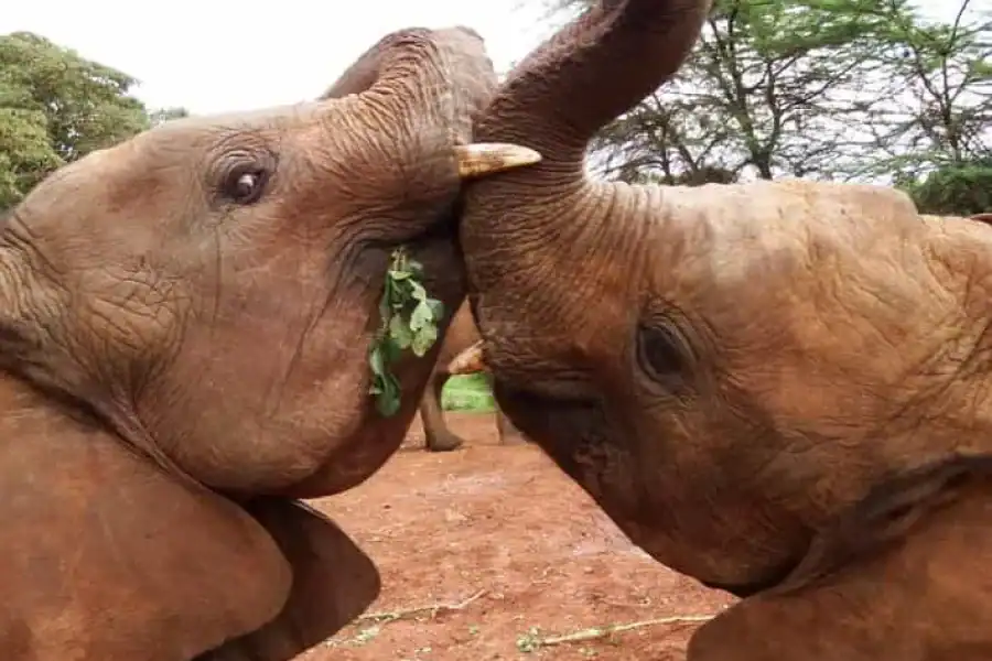 🚸Nairobi: Elephant Orphanage Trust And Giraffe Center Tour