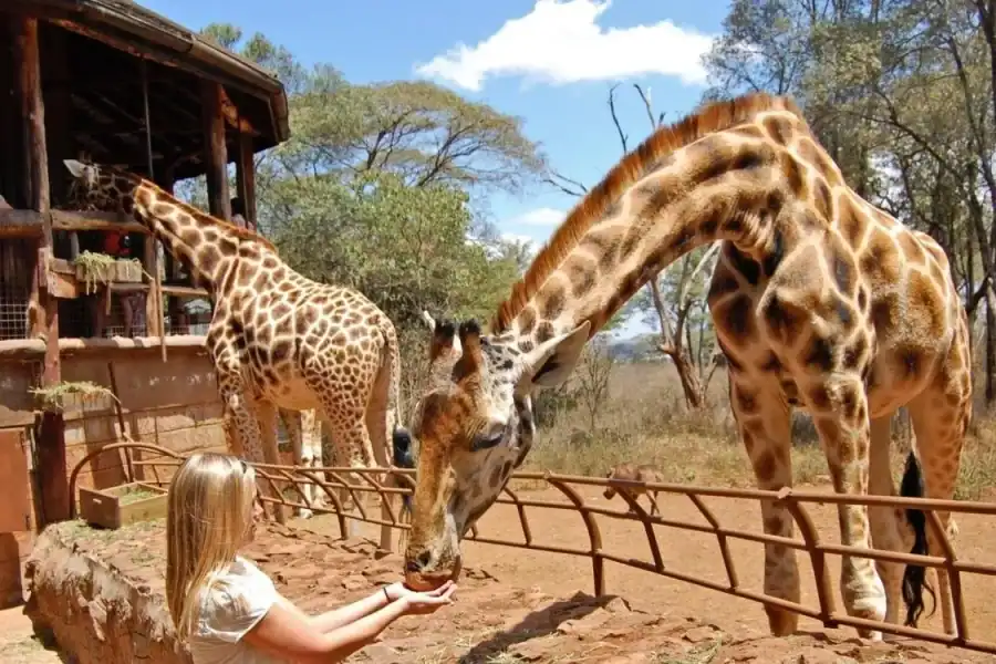 🕓Nairobi: Elephant Sanctuary and Giraffe Center Day Tour