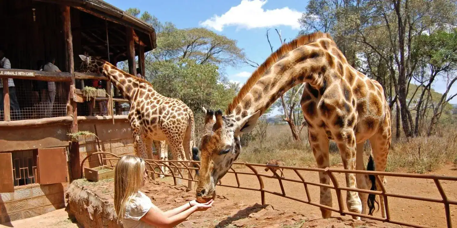 🕓Nairobi: Elephant Sanctuary and Giraffe Center Day Tour