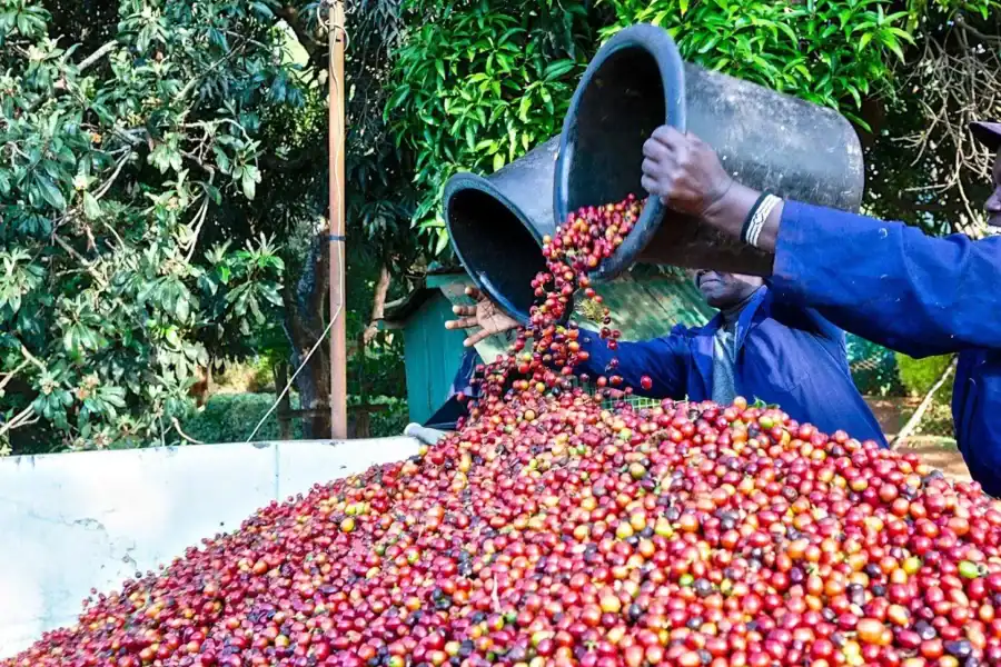 🕓Nairobi: Fairview Coffee Estate Tour with Tasting and Pickup