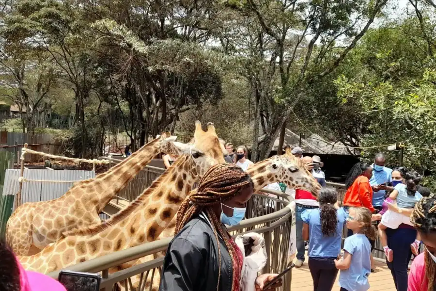 🕓Nairobi: Giraffe Center, Beads Factory& Bomas of Kenya Tour