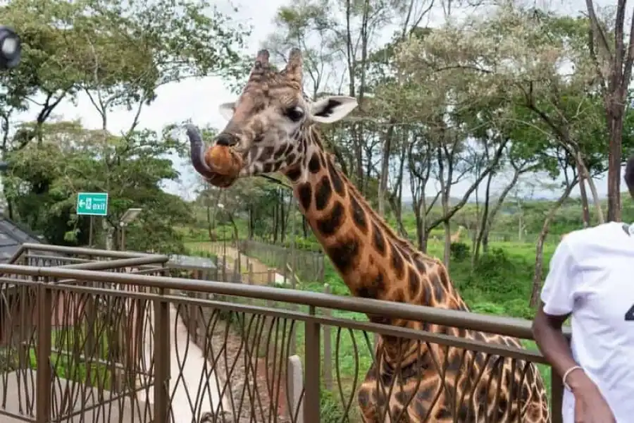 🚸Nairobi: Giraffe Center Day Trip