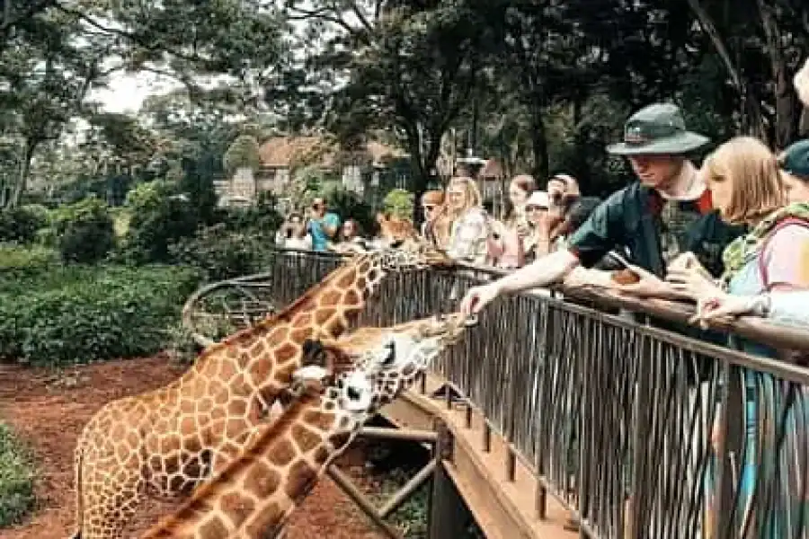 🚸Nairobi: Giraffe Center, Elephant Orphanage, And Beads Tour