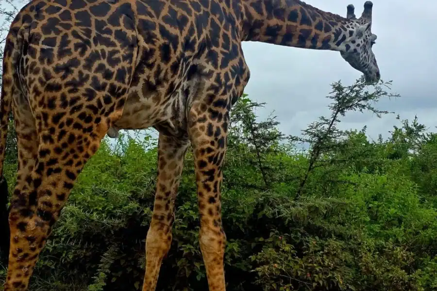 🕓Nairobi: Giraffe Center, Museum of Illusions& Blixen Tour