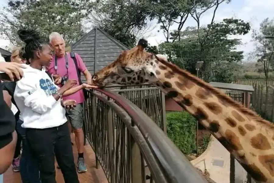 🚸Nairobi: Giraffes Centre Feeding Experience And Guided Tour.
