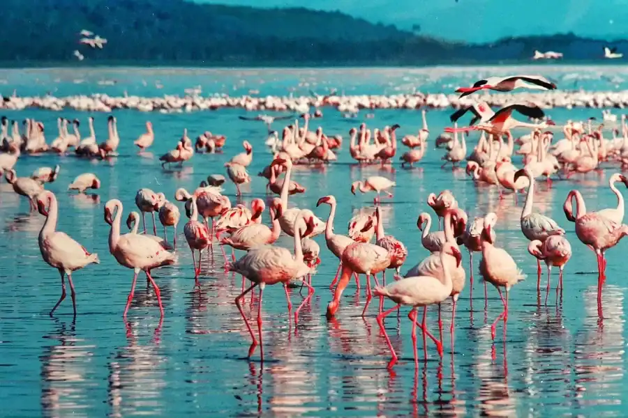 🕓Nairobi: Group joining day trip to Lake Nakuru