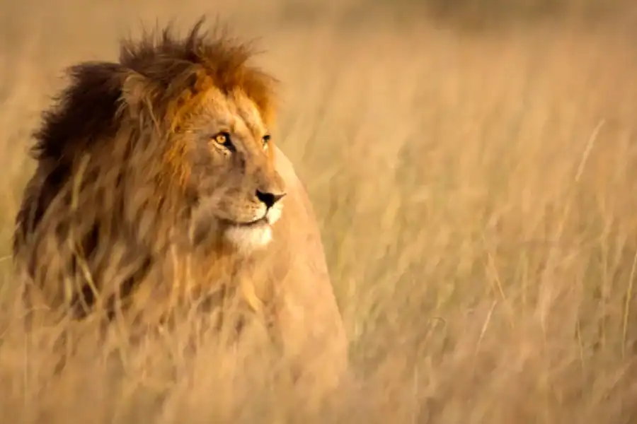🕓Nairobi: Half-Day Nairobi National Park Private Safari