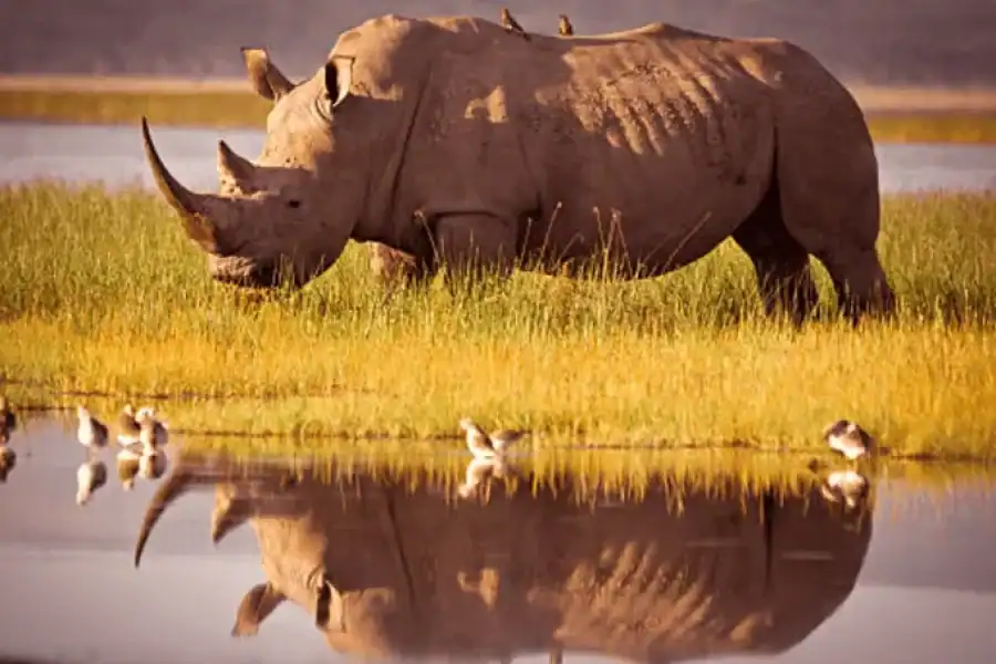 🚸Nairobi: Half-day Nairobi National Park Private Safari