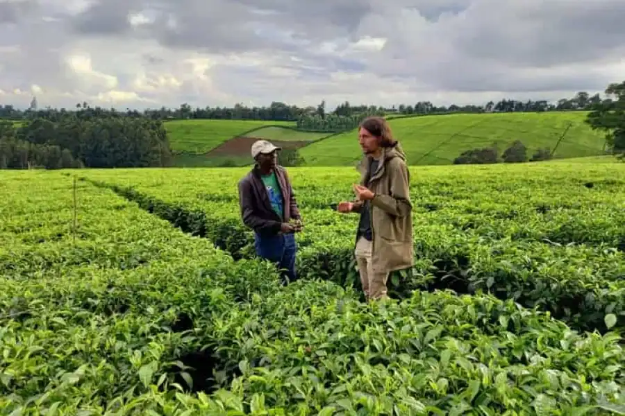🚸Nairobi: Half Day Tea Farm Tour With Lunch And Tea Tasting.
