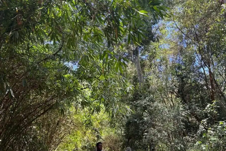 🕓Nairobi: Karura Forest Guided Nature Walk& Waterfall Tour