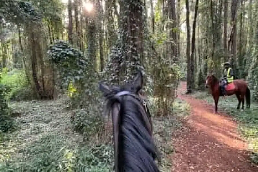 🚸Nairobi: Karura Forest Horseback Riding Tour
