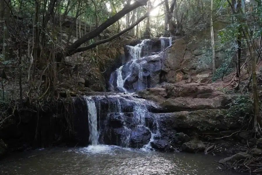 🕓Nairobi: Karura Forest Nature Trail and Hike