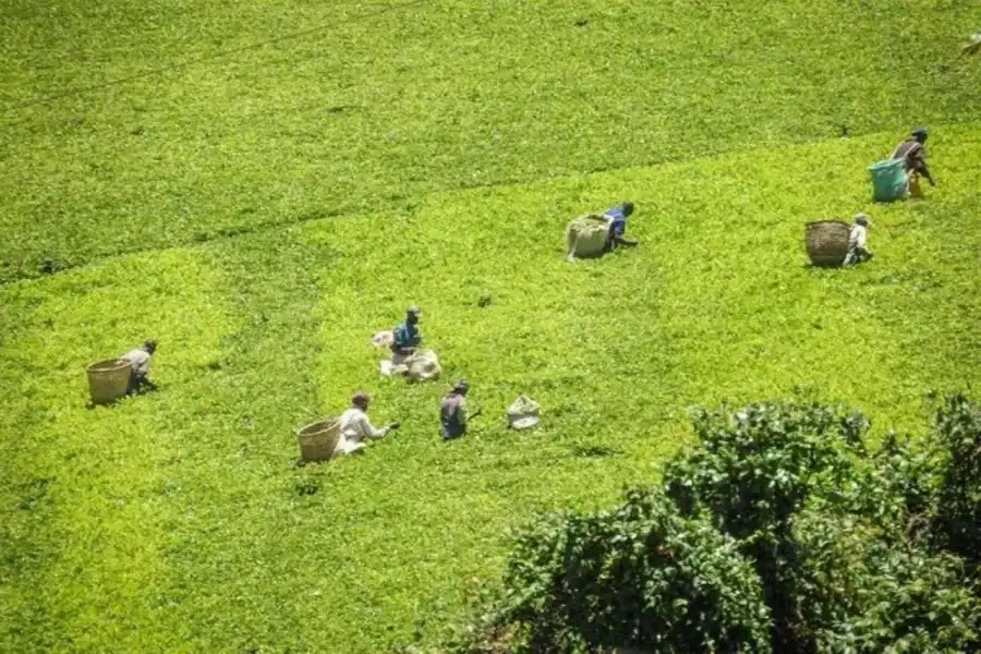 🕓Nairobi: Kiambethu Tea Farm Day Tour with Lunch