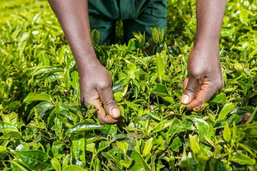 🕓Nairobi: Kiambethu Tea farm tour with Nairobi city drive
