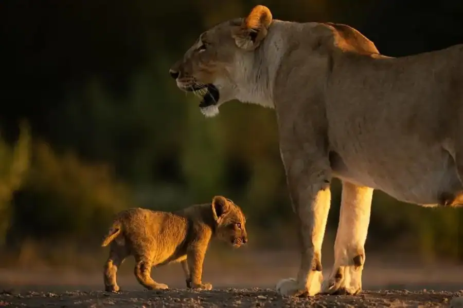 🕓Nairobi: Kids' Safari Adventure at Nairobi National Park