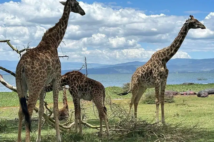 🕓Nairobi: Lake Naivasha, Hell’s Gate& Crescent Tour