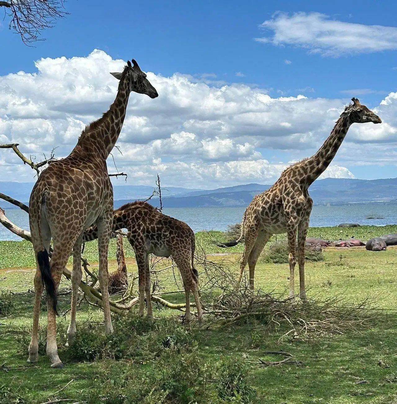🕓Nairobi: Lake Naivasha, Hell’s Gate& Crescent Tour