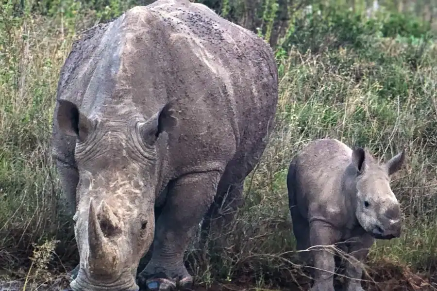 🕓Nairobi: Lake Nakuru National Park Safari day trip