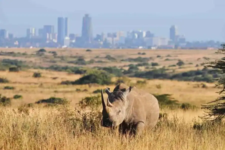 🚸Nairobi Layover To Nairobi National Park