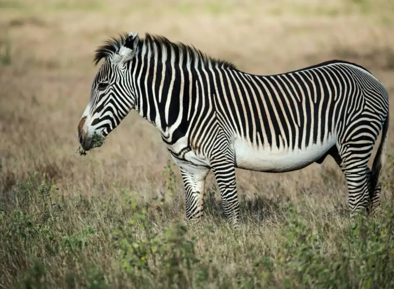 🕓Nairobi: Lolldaiga Conservancy Game Drive and Picnic Lunch