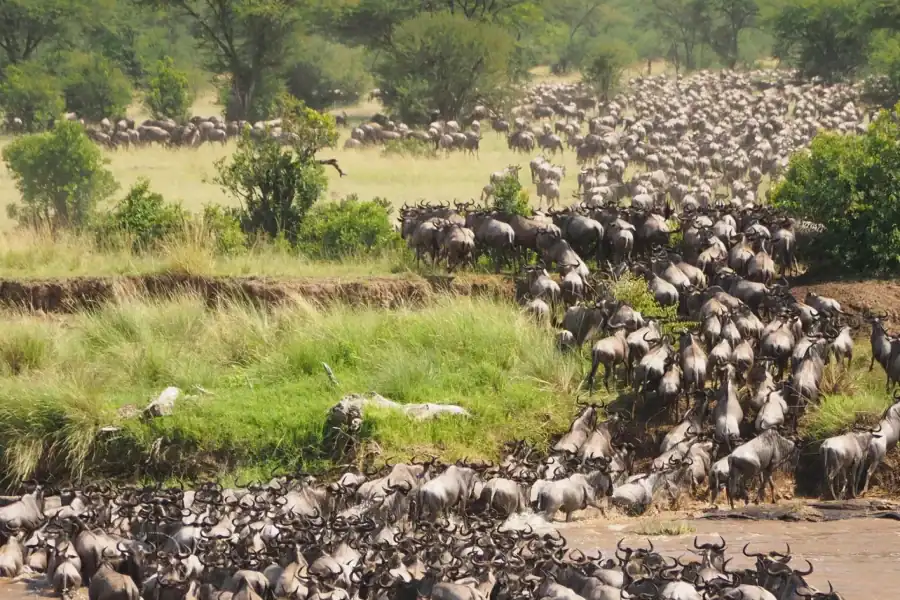 🕓Nairobi: Maasai Mara, Lake Nakuru& Naivasha 5-Day Safari