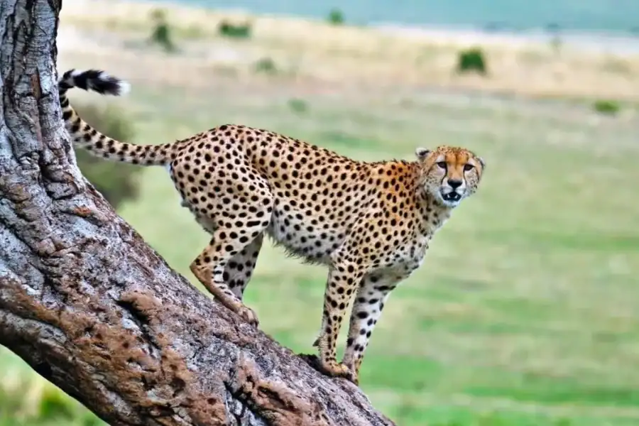 🕓Nairobi: Masai Mara& Nakuru 4-Day Private Safari in A Van
