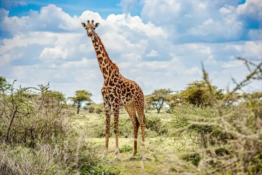 🕓Nairobi : Nairobi National Park: 5- hours Guided Game Drive