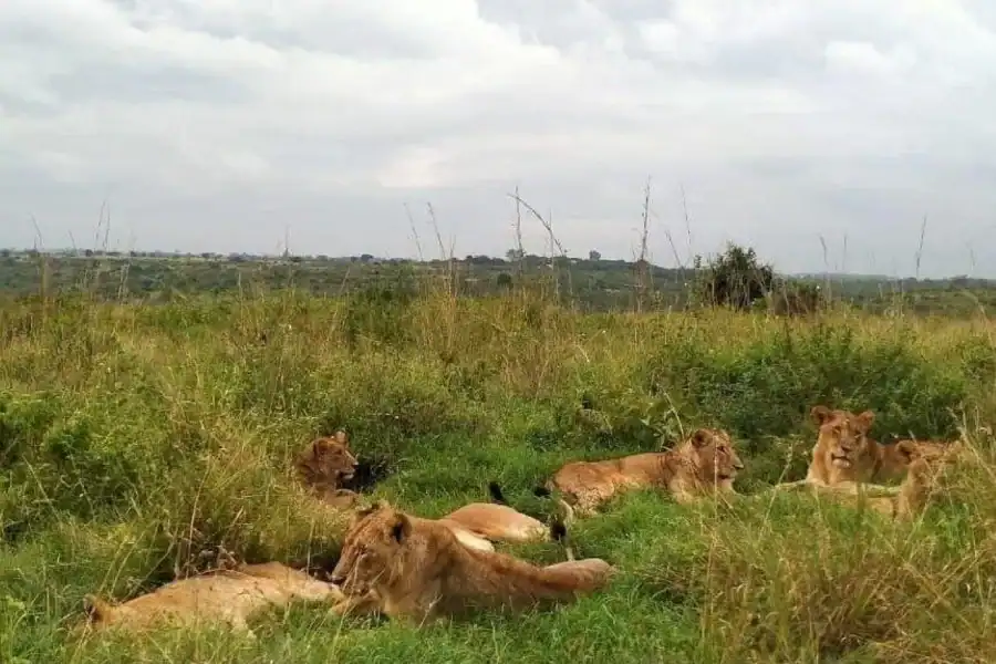 🕓Nairobi: Nairobi National Park and Giraffe Center day tour