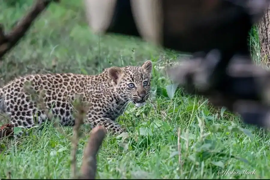 🕓Nairobi: Nairobi National Park Safari Game Drive