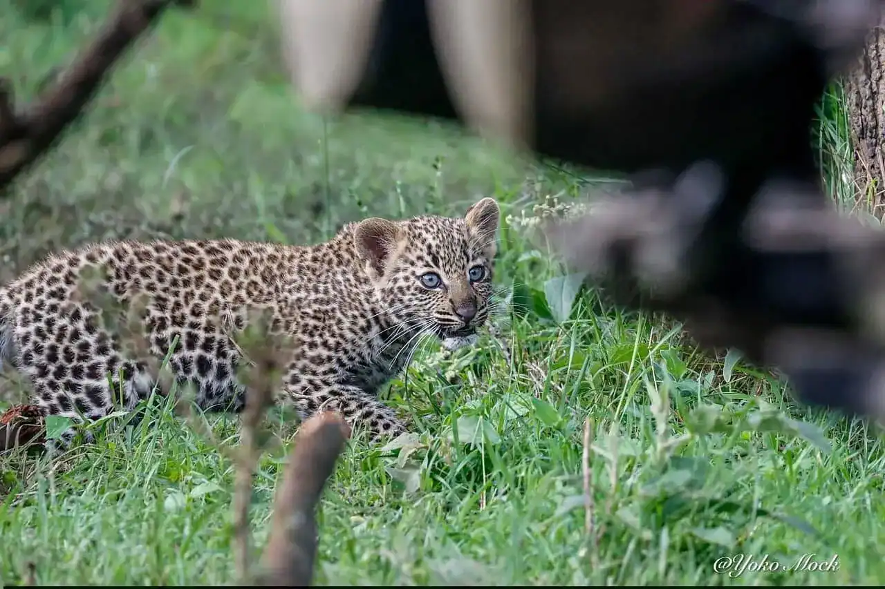 🕓Nairobi: Nairobi National Park Safari Game Drive