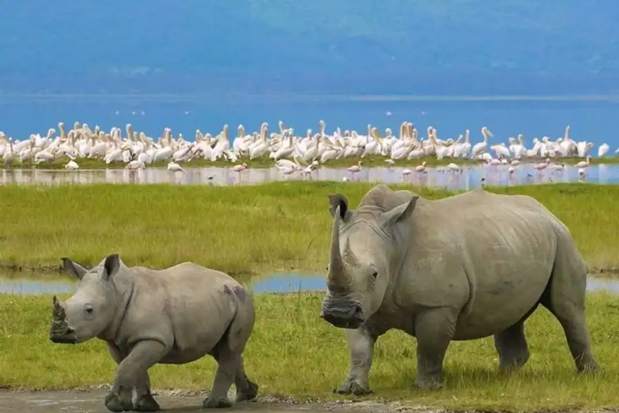 🕓Nairobi: Nakuru National Park and Lake Naivasha Day Tour