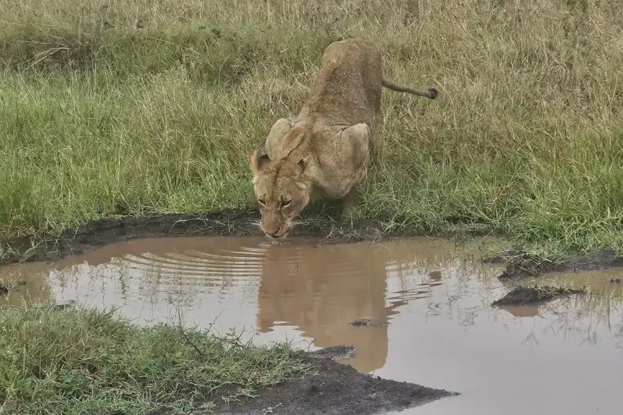🕓Nairobi National Park: 5-Hours Guided Safari With Options