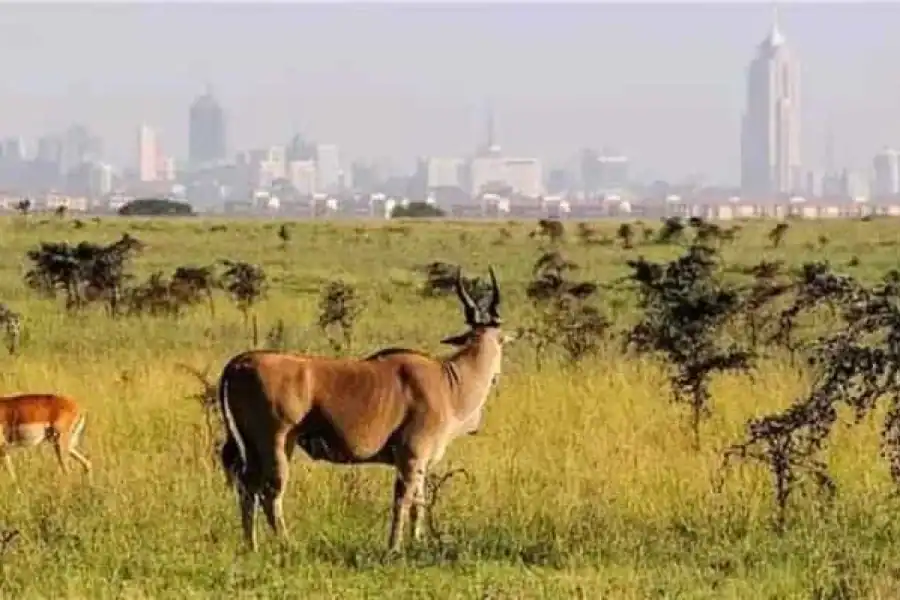🚸Nairobi National Park And Sheldrick Elephant Trust Day Trip