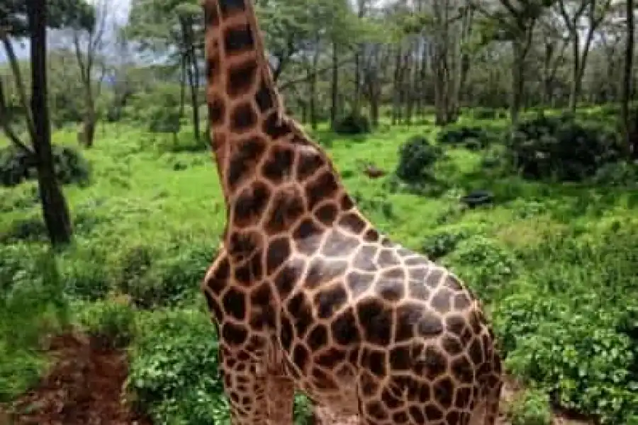 🚸Nairobi National Park Baby Elephant Orphanage Giraffe Center