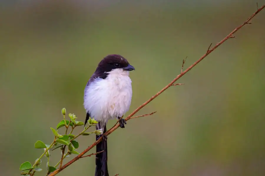 🕓Nairobi: National Park Birdwatching Tour With Pickup