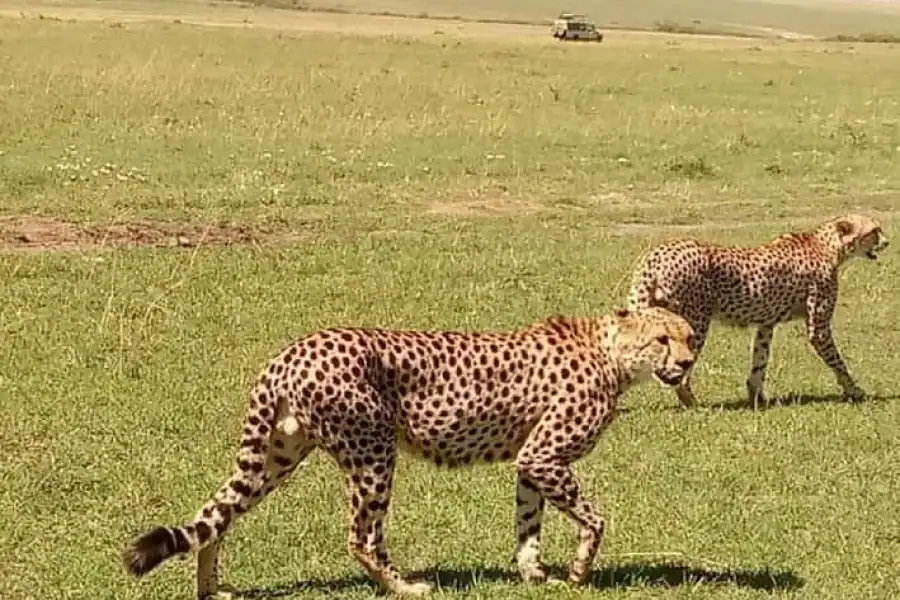 🚸Nairobi National Park Budget Tour 6am