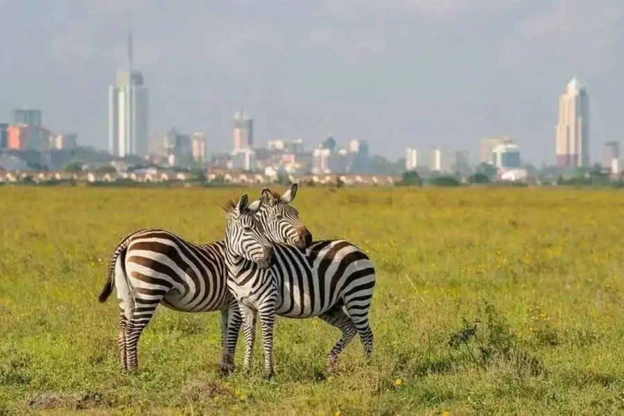 🕓Nairobi National Park: Early Morning or afternoon adventure