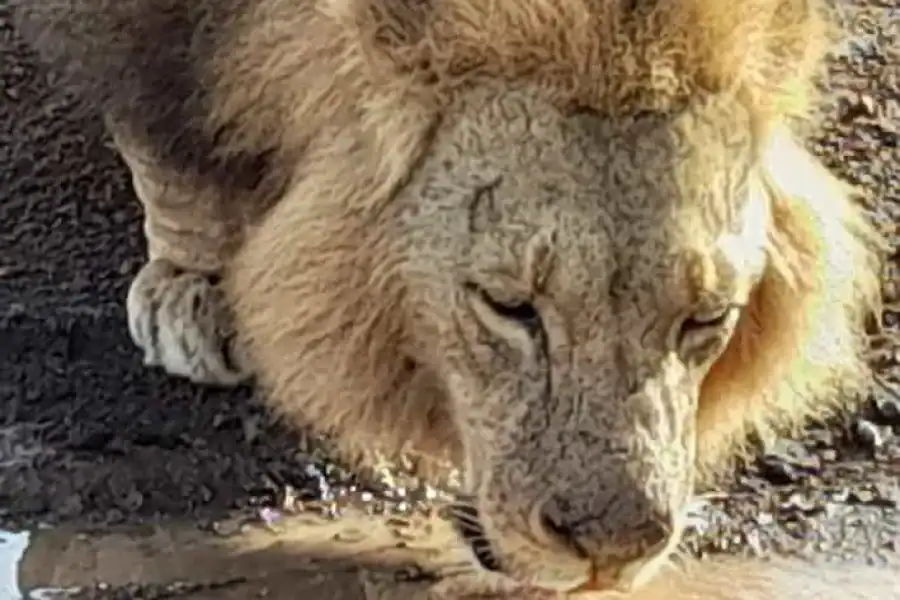 🚸Nairobi National Park: Early Morning Or Afternoon Game Drive