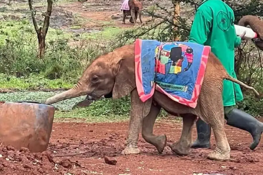 🚸Nairobi National Park, Elephant, Giraffe, And Bomas Of Kenya