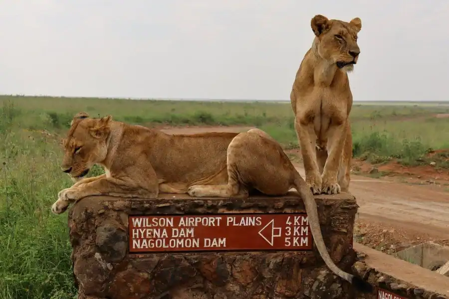 🕓Nairobi National Park, Elephant Orphanage and Giraffe Centre