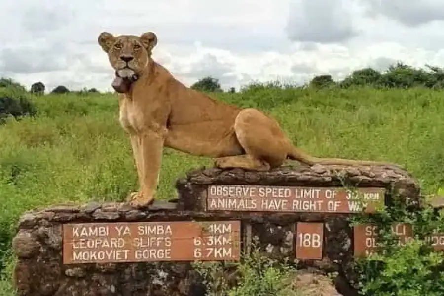 🚸Nairobi: National Park, Elephant Sanctuary & Giraffe Center