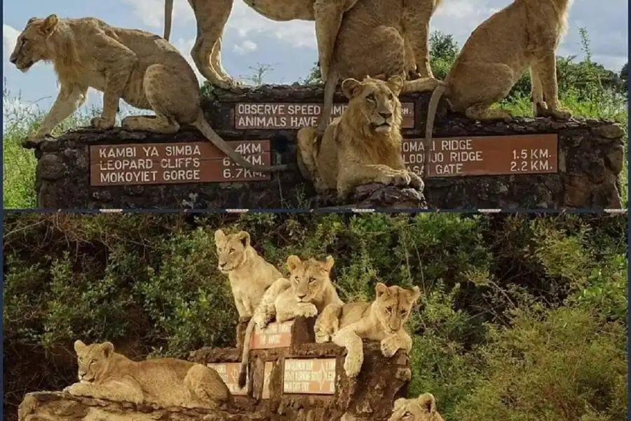 🕓Nairobi National Park Game drive and Elephant Orphanage