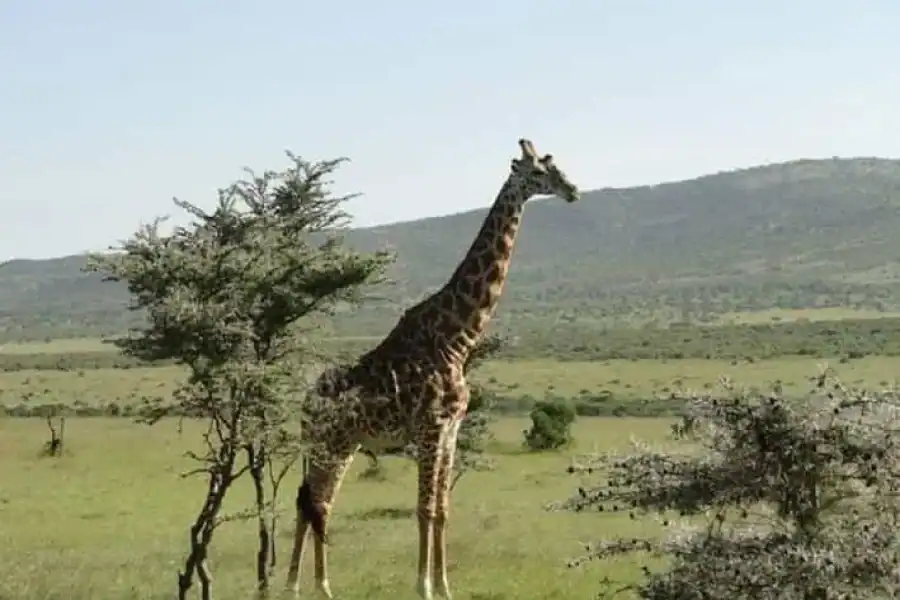🚸Nairobi National Park Game Drive. Free Airport Pic,drop Off