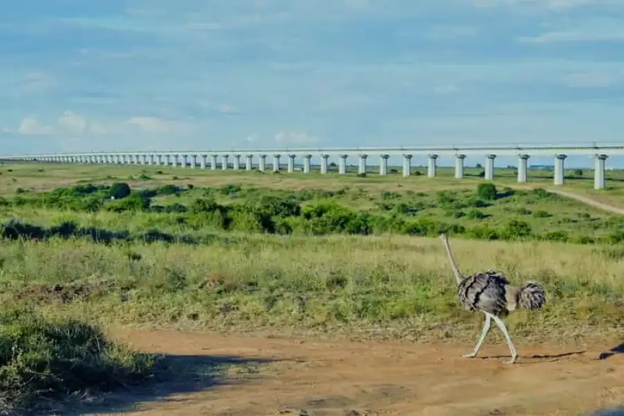 🚸Nairobi National Park Game Drive Half-day Tour