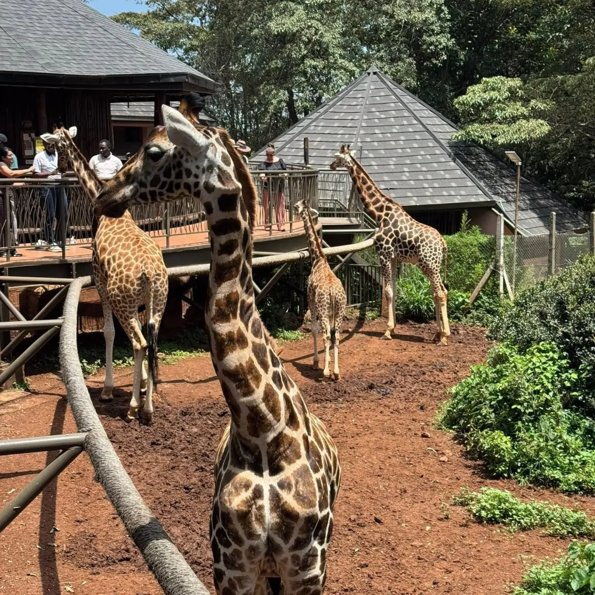 🕓Nairobi: National Park, Giraffe Center, Elephant Tour